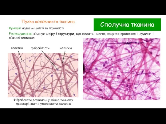 Сполучна тканина Пухка волокниста тканина Функція: надає міцності та пружності Розташування: з’єднує