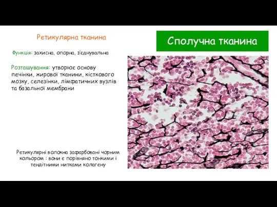 Сполучна тканина Ретикулярна тканина Функція: захисна, опорна, з’єднувальна Розташування: утворює основу печінки,