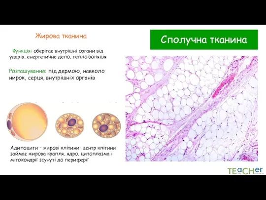 Сполучна тканина Жирова тканина Функція: оберігає внутрішні органи від ударів, енергетичне депо,