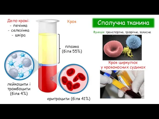 плазма (біля 55%) лейкоцити і тромбоцити (біля 4%) еритроцити (біля 41%) Кров