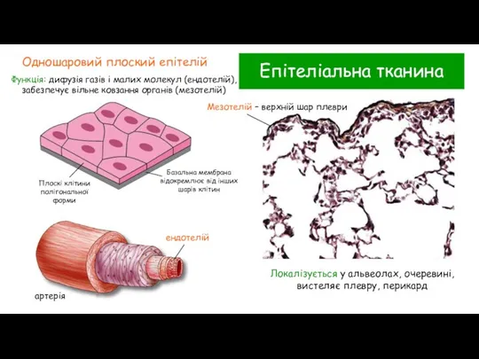 Епітеліальна тканина Одношаровий плоский епітелій Функція: дифузія газів і малих молекул (ендотелій),