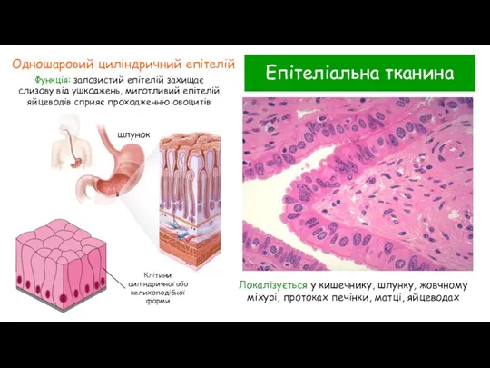 Епітеліальна тканина Одношаровий циліндричний епітелій Функція: залозистий епітелій захищає слизову від ушкоджень,