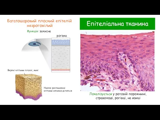 Епітеліальна тканина Багатошаровий плоский епітелій незроговілий Функція: захисна Локалізується у ротовій порожнині,