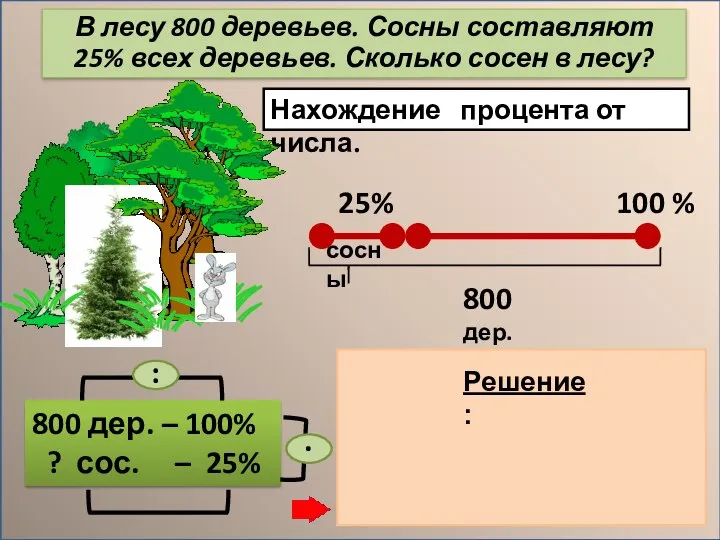 Нахождение процента от числа. 800 дер. – 100% ? сос. – 25%