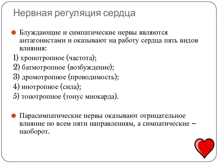 Нервная регуляция сердца Блуждающие и симпатические нервы являются антагонистами и оказывают на