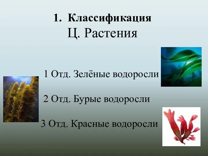 1. Классификация Ц. Растения 1 Отд. Зелёные водоросли 2 Отд. Бурые водоросли 3 Отд. Красные водоросли