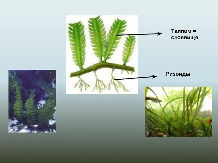 Таллом = слоевище Ризоиды