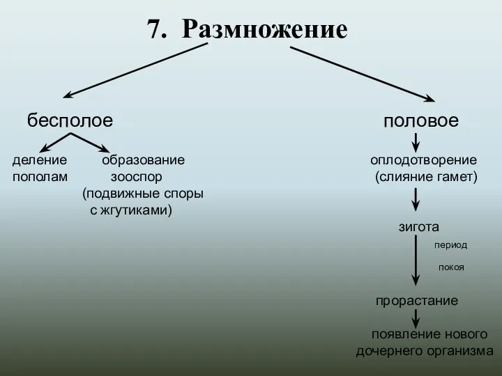 7. Размножение бесполое половое деление образование оплодотворение пополам зооспор (слияние гамет) (подвижные