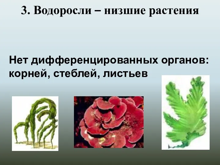 3. Водоросли – низшие растения Нет дифференцированных органов: корней, стеблей, листьев