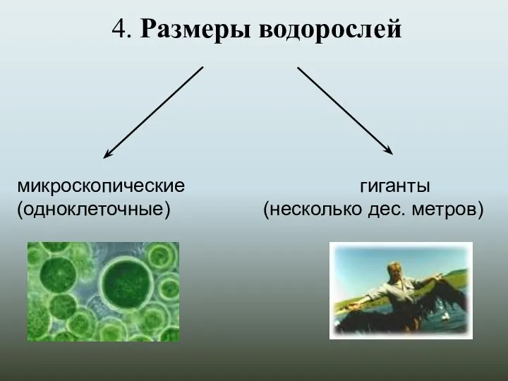 4. Размеры водорослей микроскопические гиганты (одноклеточные) (несколько дес. метров)