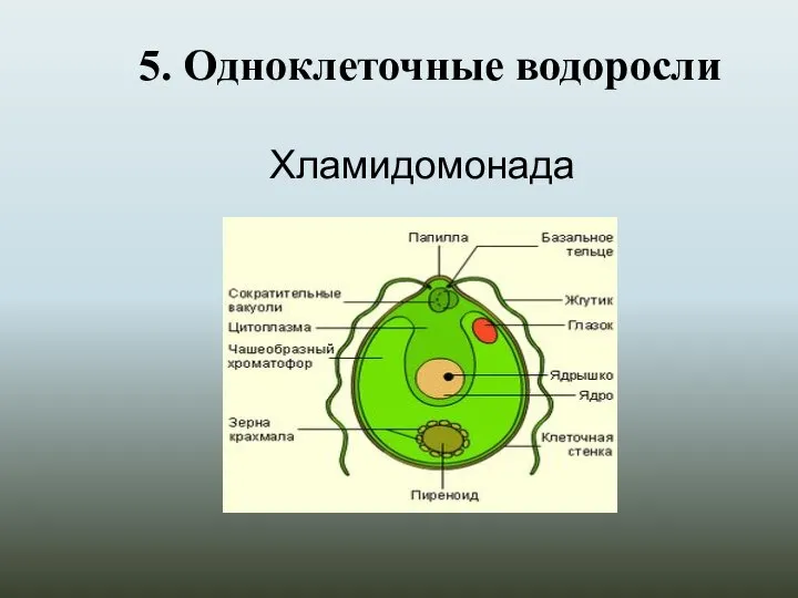 5. Одноклеточные водоросли Хламидомонада