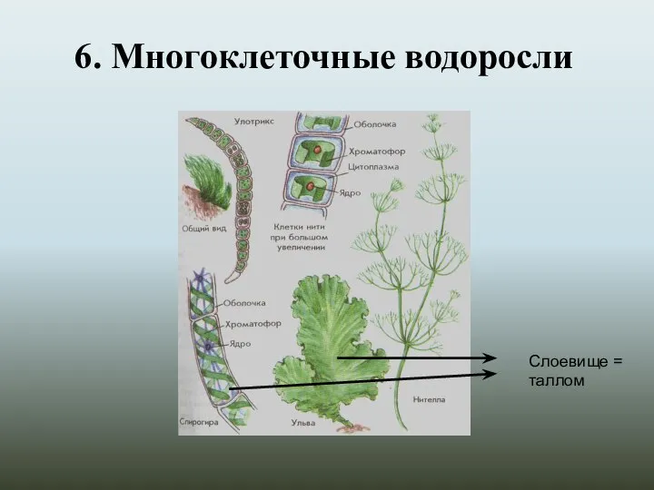 6. Многоклеточные водоросли Слоевище = таллом