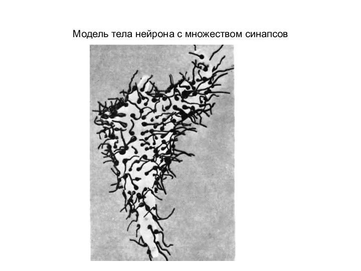 Модель тела нейрона с множеством синапсов