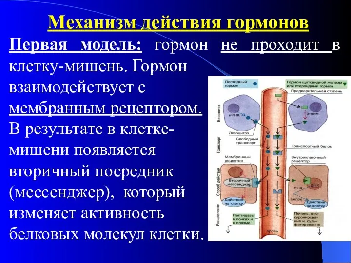 Механизм действия гормонов Первая модель: гормон не проходит в клетку-мишень. Гормон взаимодействует