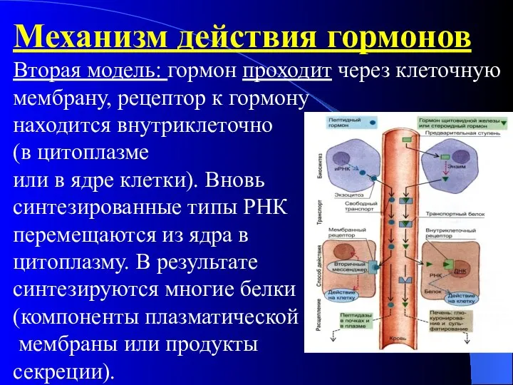 Механизм действия гормонов Вторая модель: гормон проходит через клеточную мембрану, рецептор к