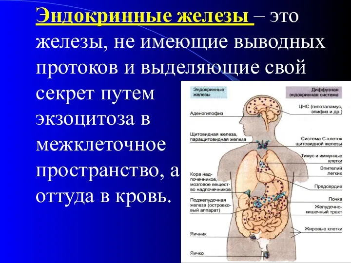 Эндокринные железы – это железы, не имеющие выводных протоков и выделяющие свой