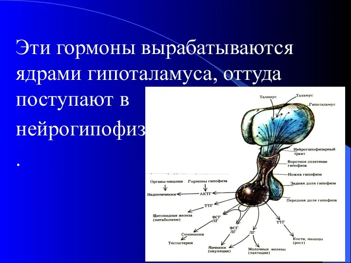 Эти гормоны вырабатываются ядрами гипоталамуса, оттуда поступают в нейрогипофиз .