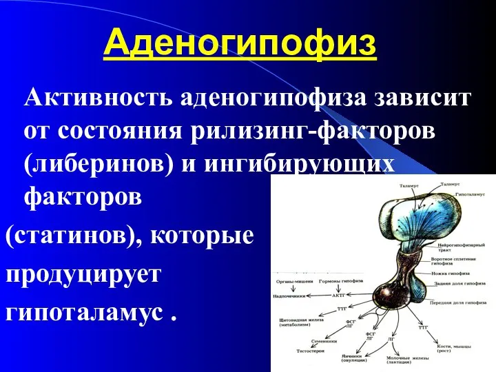 Аденогипофиз Активность аденогипофиза зависит от состояния рилизинг-факторов (либеринов) и ингибирующих факторов (статинов), которые продуцирует гипоталамус .