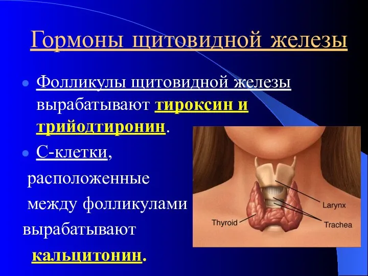 Гормоны щитовидной железы Фолликулы щитовидной железы вырабатывают тироксин и трийодтиронин. С-клетки, расположенные между фолликулами вырабатывают кальцитонин.