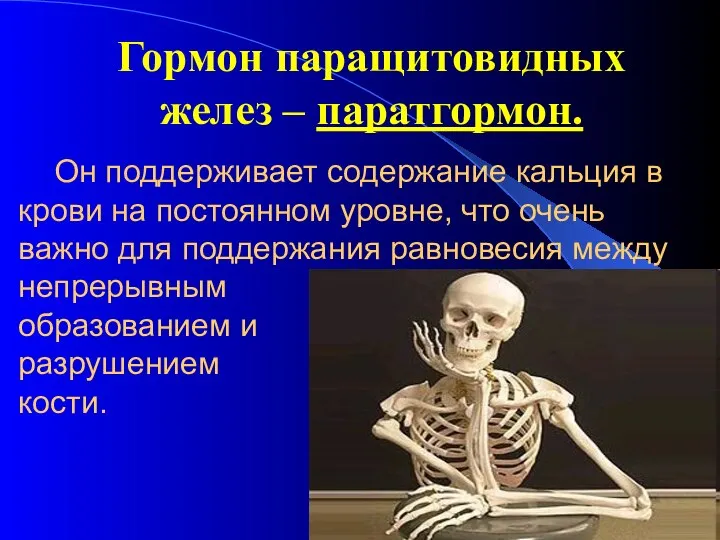 Он поддерживает содержание кальция в крови на постоянном уровне, что очень важно