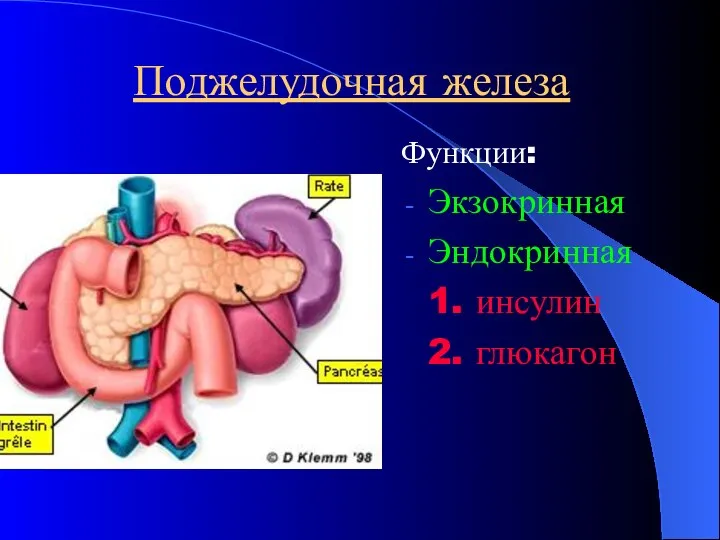 Поджелудочная железа Функции: Экзокринная Эндокринная 1. инсулин 2. глюкагон