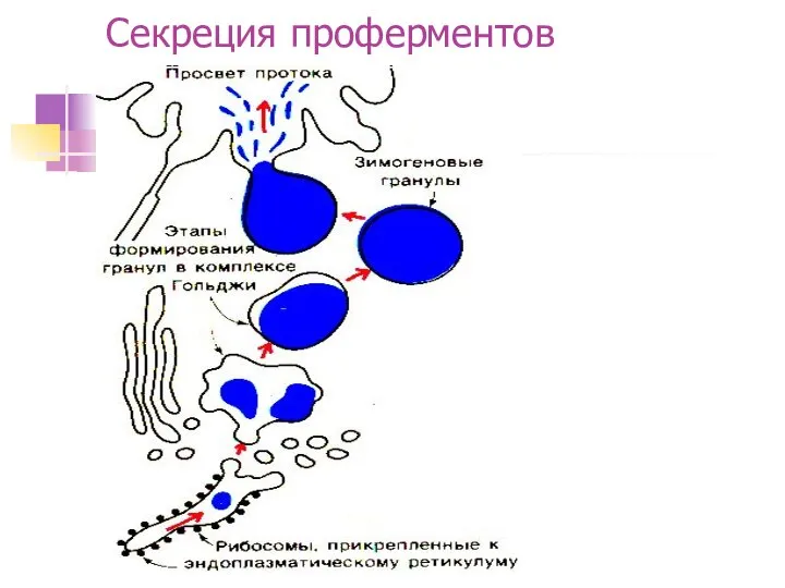 Секреция проферментов