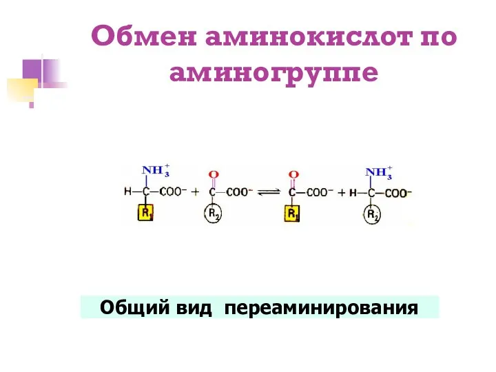 Обмен аминокислот по аминогруппе Общий вид переаминирования