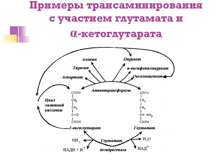 Примеры трансаминирования с участием глутамата и α-кетоглутарата