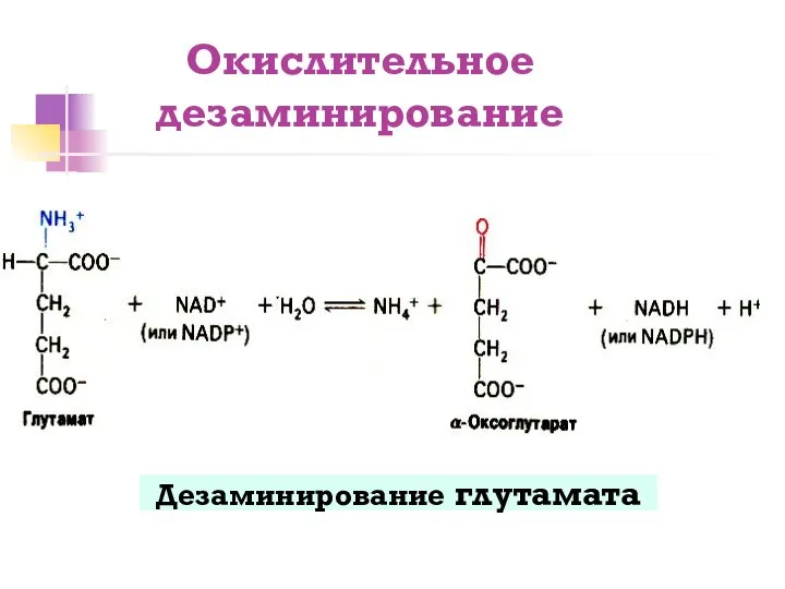 Окислительное дезаминирование Дезаминирование глутамата