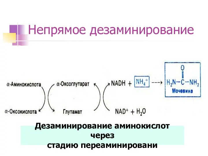 Непрямое дезаминирование Дезаминирование аминокислот через стадию переаминировани