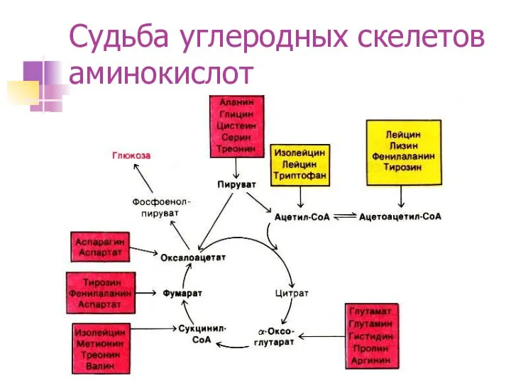 Судьба углеродных скелетов аминокислот