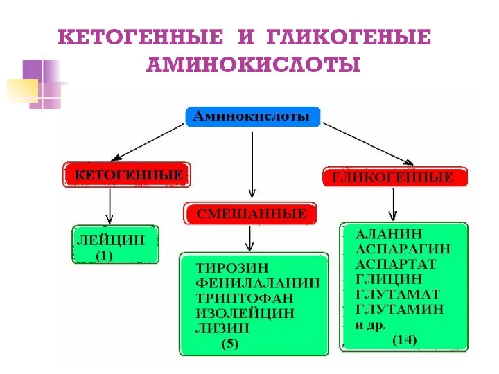 КЕТОГЕННЫЕ И ГЛИКОГЕНЫЕ АМИНОКИСЛОТЫ