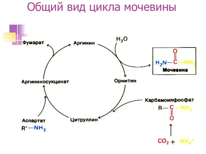 Общий вид цикла мочевины