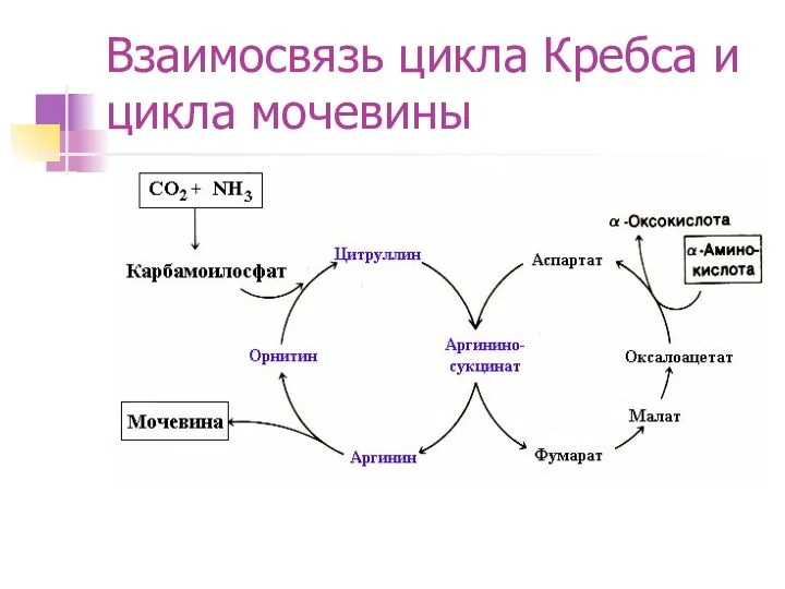 Взаимосвязь цикла Кребса и цикла мочевины