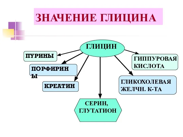 ЗНАЧЕНИЕ ГЛИЦИНА ГЛИЦИН ПУРИНЫ ПОРФИРИНЫ КРЕАТИН СЕРИН, ГЛУТАТИОН ГЛИКОХОЛЕВАЯ ЖЕЛЧН. К-ТА ГИППУРОВАЯ КИСЛОТА