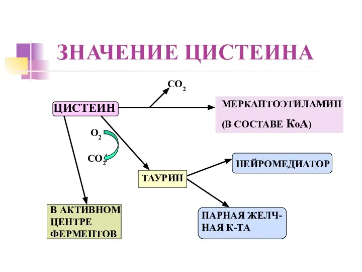 ЗНАЧЕНИЕ ЦИСТЕИНА ЦИСТЕИН МЕРКАПТОЭТИЛАМИН (В СОСТАВЕ КоА) В АКТИВНОМ ЦЕНТРЕ ФЕРМЕНТОВ ТАУРИН