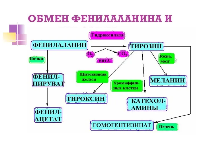 ОБМЕН ФЕНИЛАЛАНИНА И ТИРОЗИНА