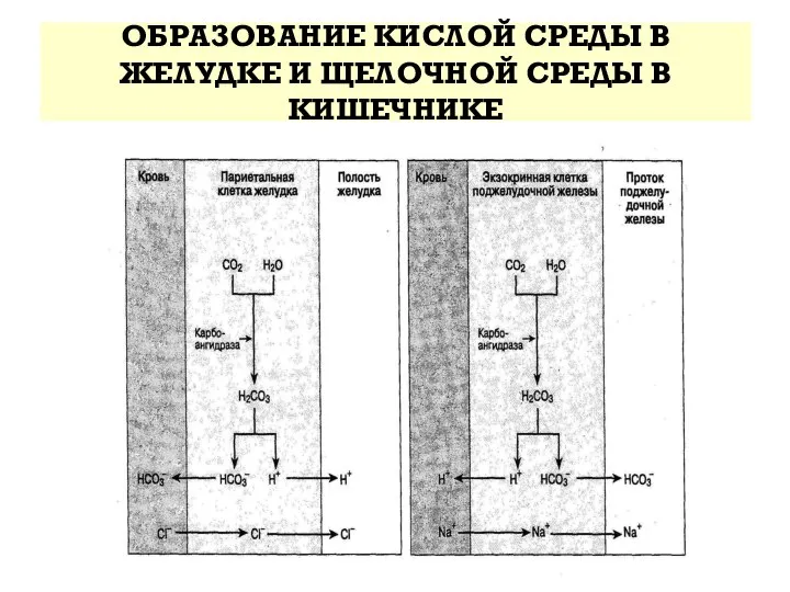 ОБРАЗОВАНИЕ КИСЛОЙ СРЕДЫ В ЖЕЛУДКЕ И ЩЕЛОЧНОЙ СРЕДЫ В КИШЕЧНИКЕ