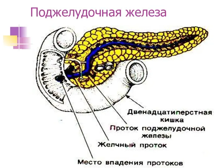 Поджелудочная железа