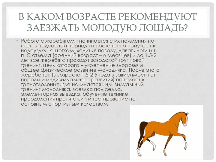 В КАКОМ ВОЗРАСТЕ РЕКОМЕНДУЮТ ЗАЕЗЖАТЬ МОЛОДУЮ ЛОШАДЬ? Работа с жеребятами начинается с