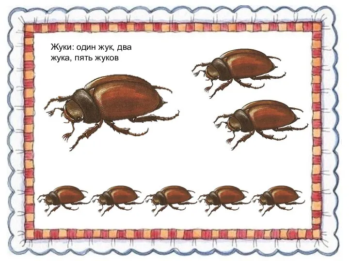 Жуки: один жук, два жука, пять жуков