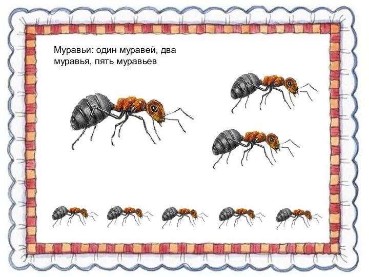 Муравьи: один муравей, два муравья, пять муравьев