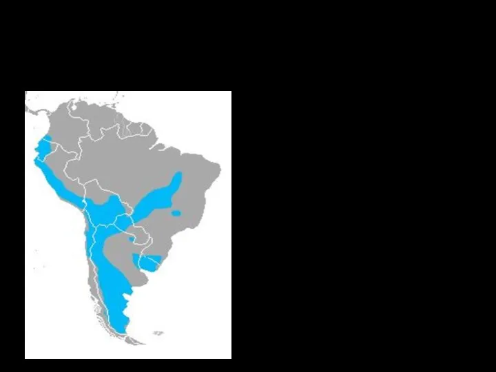 Место обитания Аргентина; Перу; Уругвай; Боливия; Бразилия; Чили; Парагвай; Эквадор.