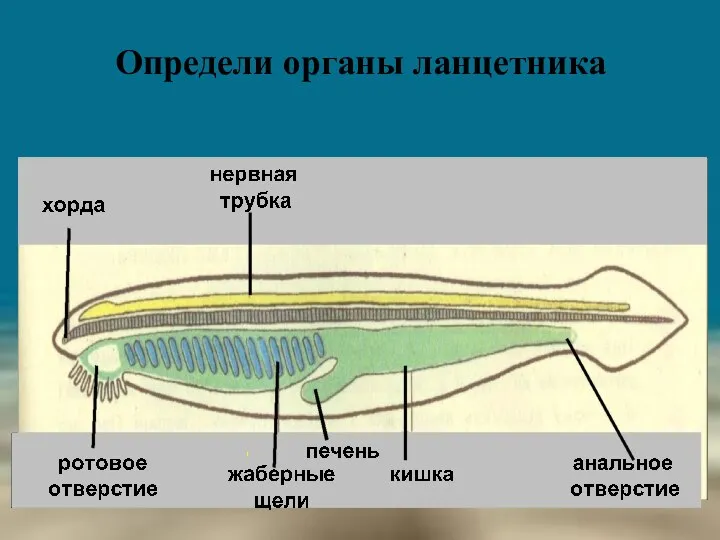 Определи органы ланцетника