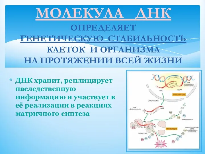 МОЛЕКУЛА ДНК ОПРЕДЕЛЯЕТ ГЕНЕТИЧЕСКУЮ СТАБИЛЬНОСТЬ КЛЕТОК И ОРГАНИЗМА НА ПРОТЯЖЕНИИ ВСЕЙ ЖИЗНИ