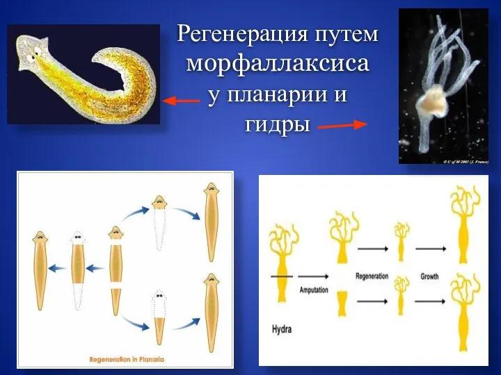 Регенерация путем морфаллаксиса у планарии и гидры