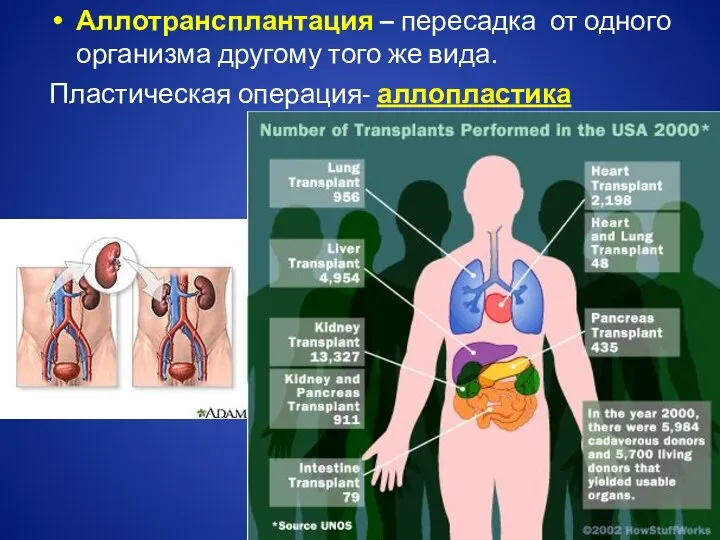 Аллотрансплантация – пересадка от одного организма другому того же вида. Пластическая операция- аллопластика