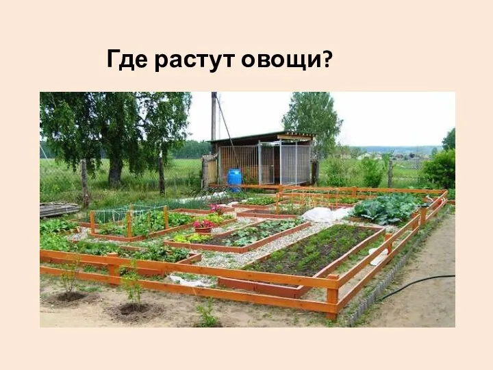 Где растут овощи?