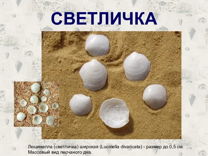 СВЕТЛИЧКА Люцинелла (светличка) широкая (Lucinella divaricata) - размер до 0,5 см. Массовый вид песчаного дна.