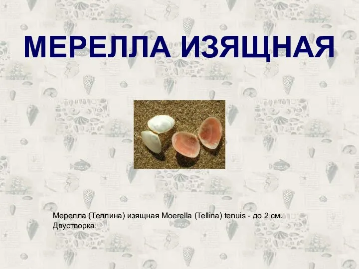 МЕРЕЛЛА ИЗЯЩНАЯ Мерелла (Теллина) изящная Moerella (Tellina) tenuis - до 2 см. Двустворка.
